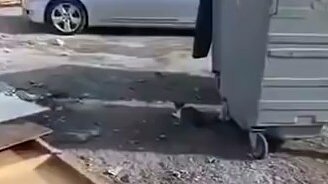 Провал кота на охоте - смотреть видео (0:15)