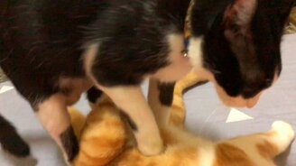 Послеобеденный массаж живота - смотреть видео (1:20)