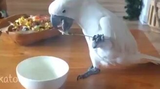 Сообразительные питомцы - смотреть видео (3:36)