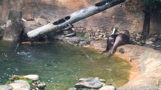 Выдры-акробатки - смотреть видео (0:29)