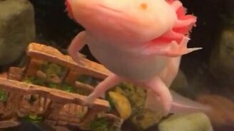 Забавный аксолотль-альбинос - смотреть видео (0:40)