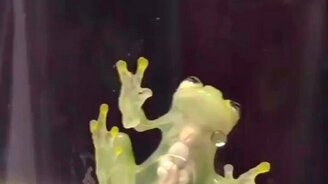 Стеклянная лягушка - смотреть видео (0:09)