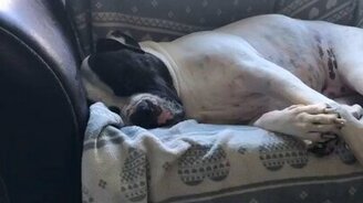 Забавный собачий храп - смотреть видео (0:53)