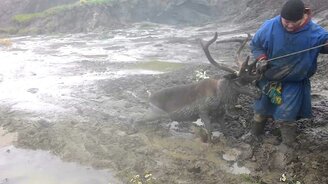 Спасение оленя из вязкой грязи - смотреть видео (7:22)