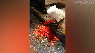 Попугай ест перец чили - смотреть видео (0:41)