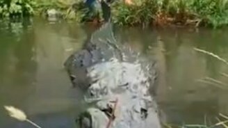 Не шути с аллигатором - смотреть видео (0:50)