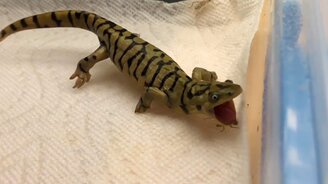 Неуклюжая саламандра - смотреть видео (0:31)