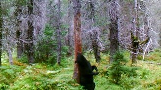 Когда почесать спину - сплошная радость - смотреть видео (0:30)