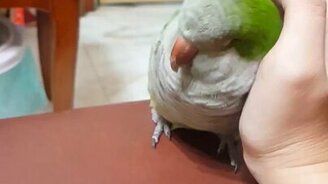 Попугай просит ласки - смотреть видео (0:27)