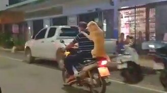 Пёс-друг на мотоцикле - смотреть видео (0:11)