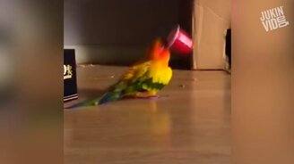 Смешное и яркое за недельку - смотреть видео (10:12)