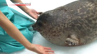 Самая упитанная нерпа - смотреть видео (0:31)