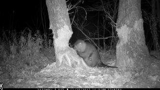 Бобер валит дерево - смотреть видео (1:42)