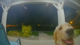 Хозяева, я пришёл! - смотреть видео (1:14)