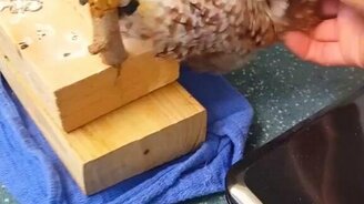 Как усыпить совёнка - смотреть видео (0:25)