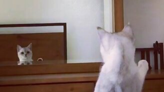 Это мои уши что ли? - смотреть видео (0:48)