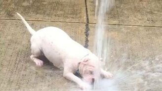 Собака принимает душ - смотреть видео (1:36)