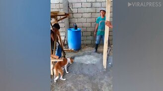 Собака помогает строить дом - смотреть видео (1:27)