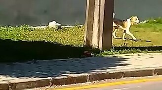 Успех настойчивой собаки - смотреть видео (0:46)