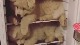 Как охладить себя в жару - смотреть видео (0:14)