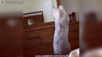 Забавности от чудаков и чудачек - смотреть видео (7:06)