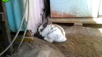 Спас друга из заточения - смотреть видео (2:34)