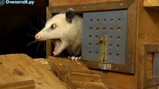 Косоглазый опоссум - смотреть видео (1:15)