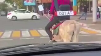 Осёл с номерными знаками - смотреть видео (0:42)