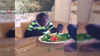 Прикольные обезьяны - смотреть видео (10:12)