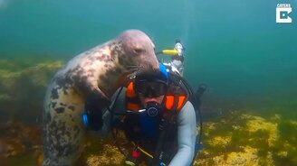 Тюлень просит ласки - смотреть видео (4:09)