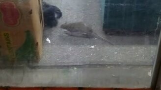 Крыса против кошки - смотреть видео (0:54)