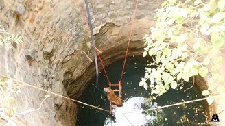 Спасение леопарда из колодца - смотреть видео (2:08)