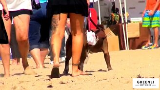 Собаки-сёрфингисты - смотреть видео (1:09)