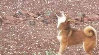 Собака против градинок - смотреть видео (1:02)