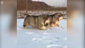 Скоро придёт зима - смотреть видео (3:08)