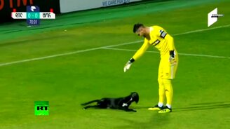 Собачка помешала футболу - смотреть видео (1:05)