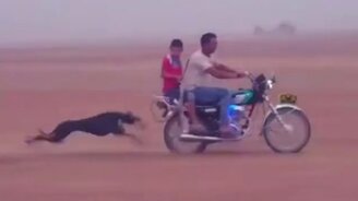 Целеустремлённая скоростная собака - смотреть видео (0:52)