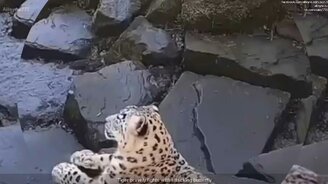 Снежный барс против бабочки - смотреть видео (0:42)