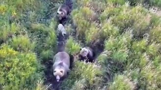 Собака ушла к медведям - смотреть видео (1:29)