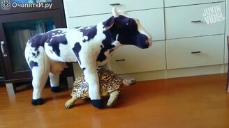 Недельное прикольное видео - смотреть видео (10:00)