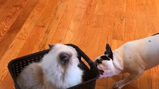 Собаки катают кошку - смотреть видео (0:47)