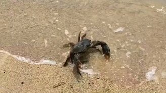 Возвращение краба в океан - смотреть видео (1:20)