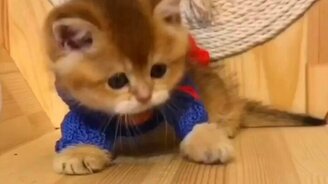 Котёнок-супергерой - смотреть видео (0:18)