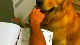 Собака помогает перелистывать страницы - смотреть видео (0:15)