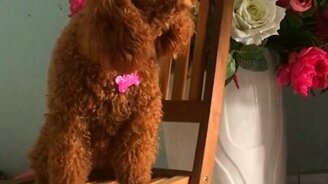 Собака подпевает пианино - смотреть видео (0:46)