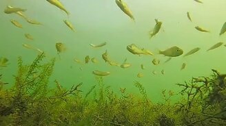 Удачное падение квадрокоптера - смотреть видео (0:29)