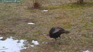 Индюк против лазера - смотреть видео (0:43)