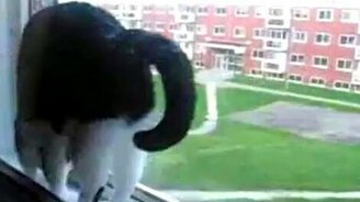 Кошка между двух рам - смотреть видео (0:18)