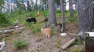 Рыжая кошка гоняет медвежонка - смотреть видео (1:11)