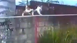 Полоса препятствий для кошки - смотреть видео (1:00)